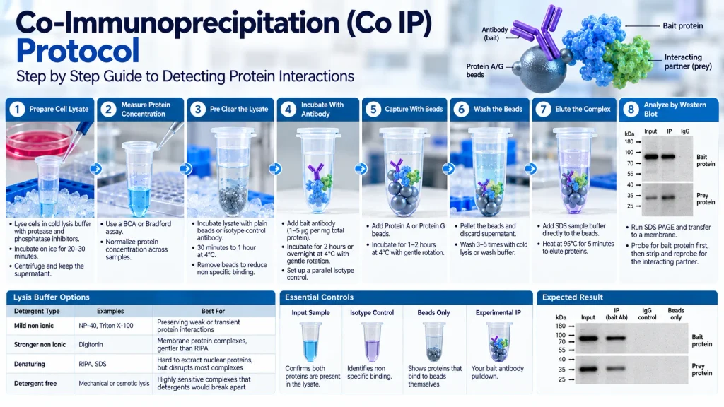 Co Immunoprecipitation (Co IP) Protocol